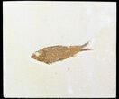 Bargain Knightia Fossil Fish - Wyoming #47893-1